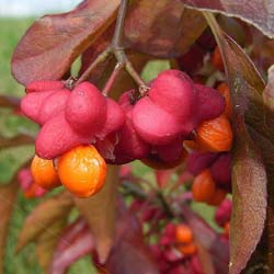 Spindle Tree, European